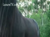 Free beastiality bitch got fucked by a horse